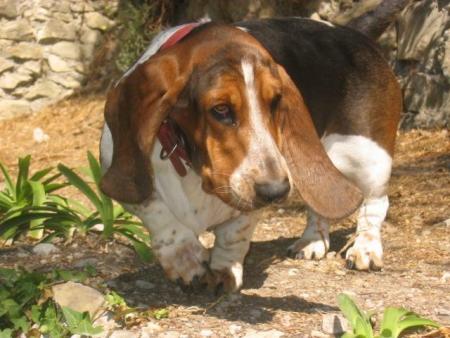 re ma chienne